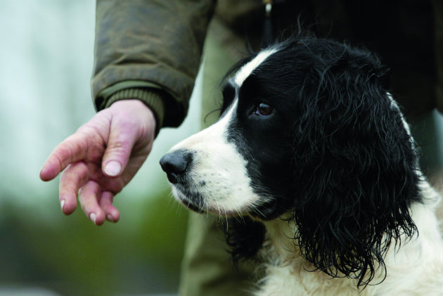 Field spaniel gundog with trainer 