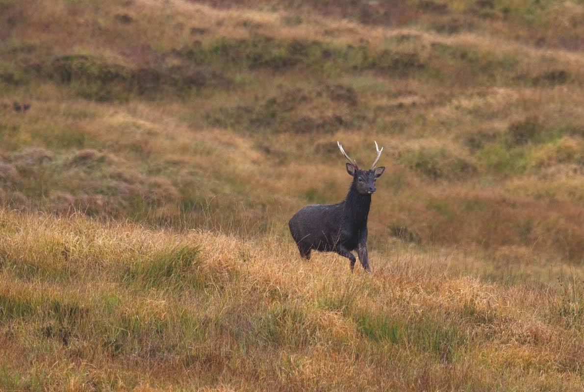 Concern over EU plans to classify sika as alien