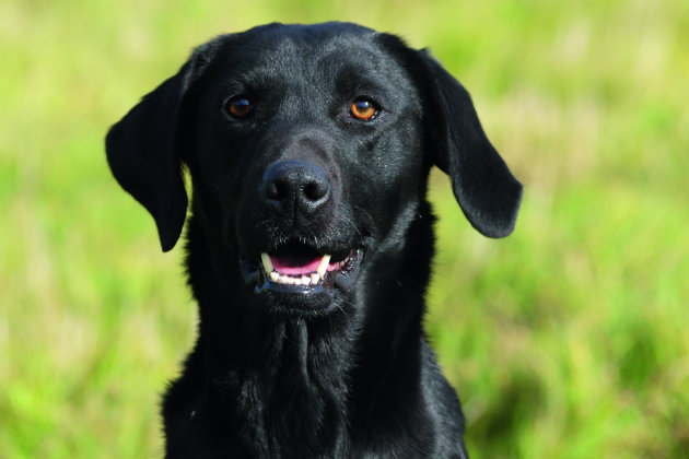 Black Labrador