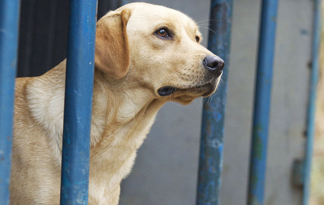 How to read a gun dog&#8217;s body language