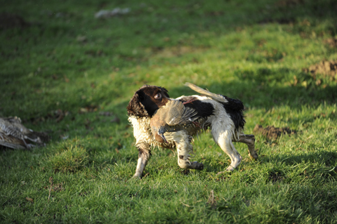 Gundog training: Bonding with handler