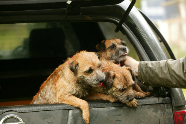 Border terriers