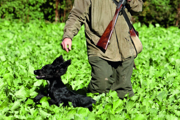 Bouncing dog in root crop 