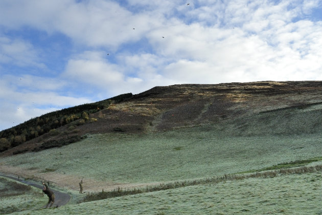 Bowhill in the Borders shoot drive 