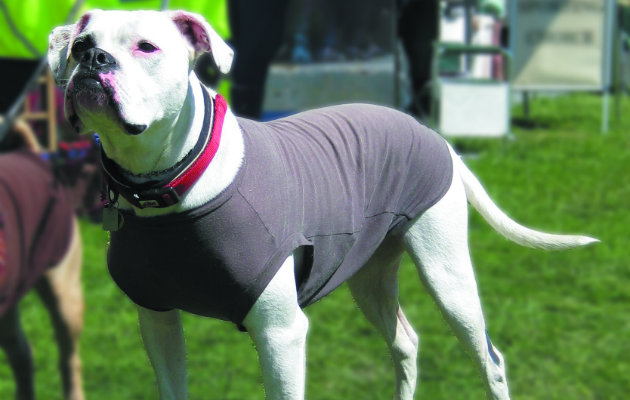 dog in a t shirt 