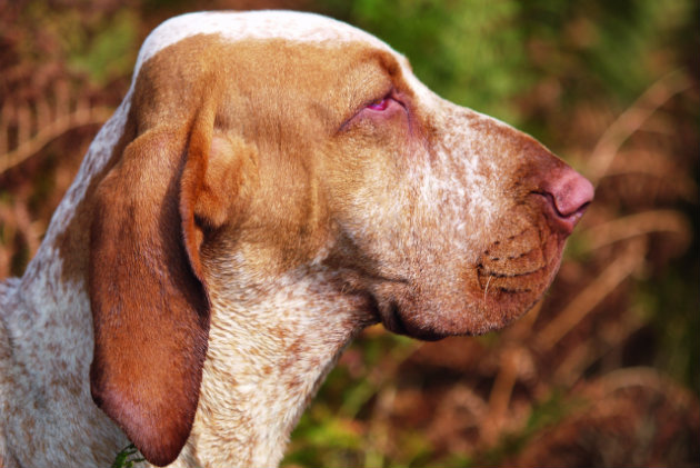 Bracco Italiano
