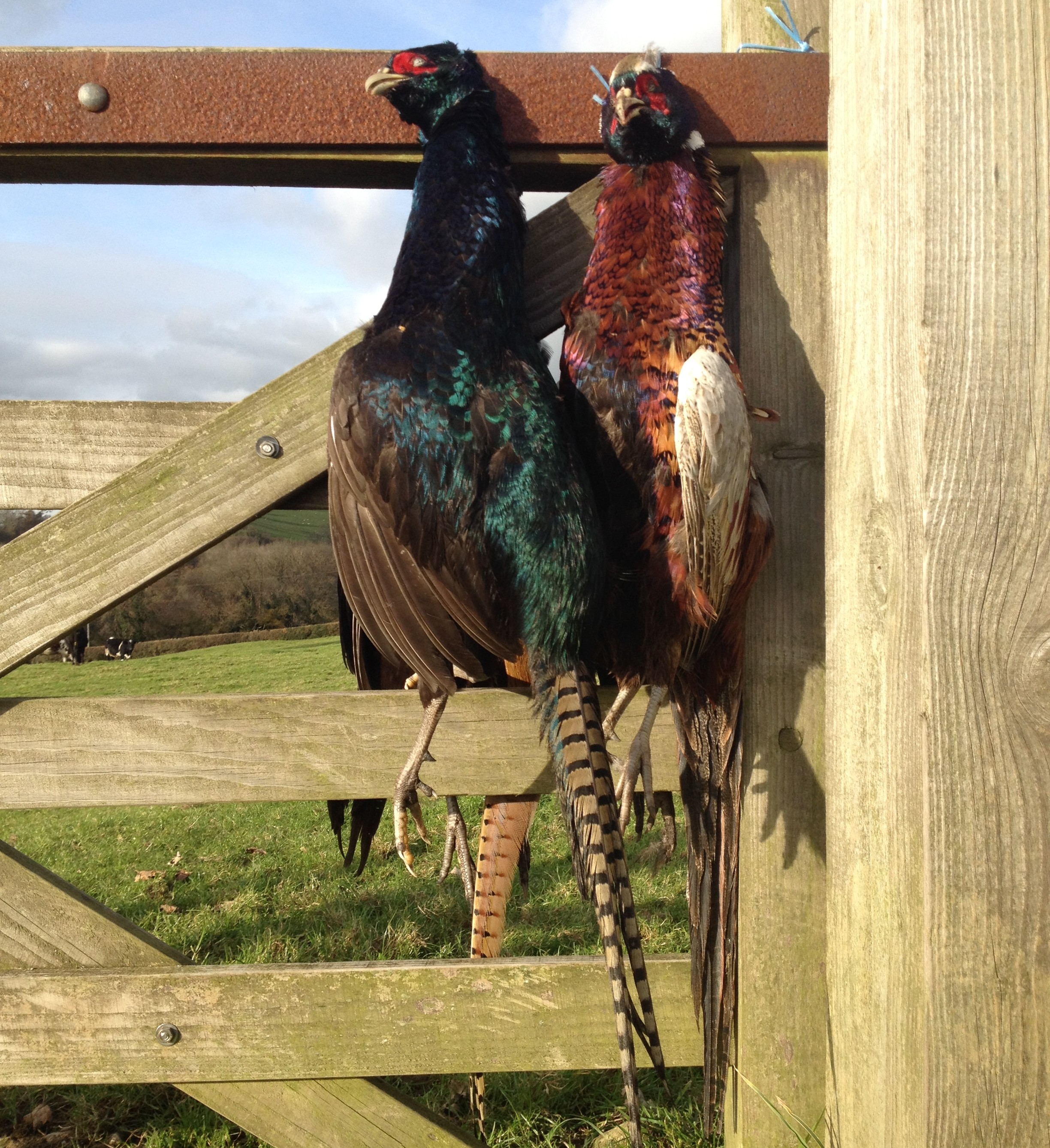 brace of pheasants