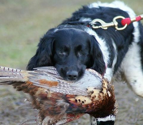 Why it&#8217;s crucial to spot signs of glaucoma in dogs