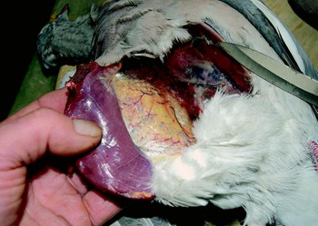 Is there a neat way to breast the pigeons I shoot?