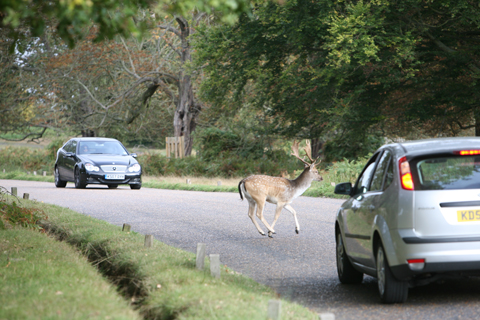 British Deer Society urges motorists to be vigilant this autumn
