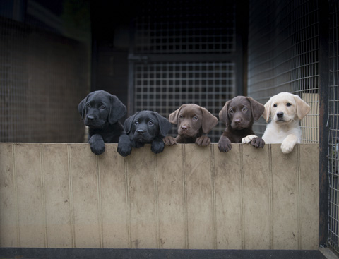 How to buy a gundog puppy