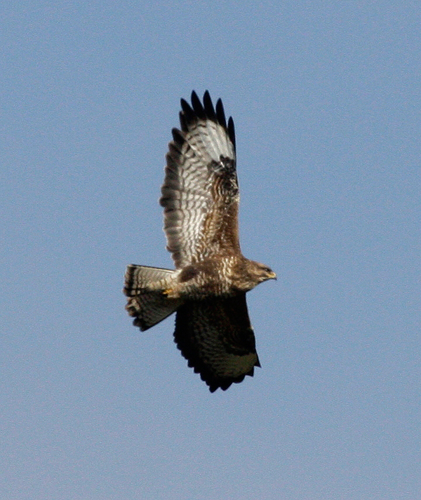Hooked on raptors