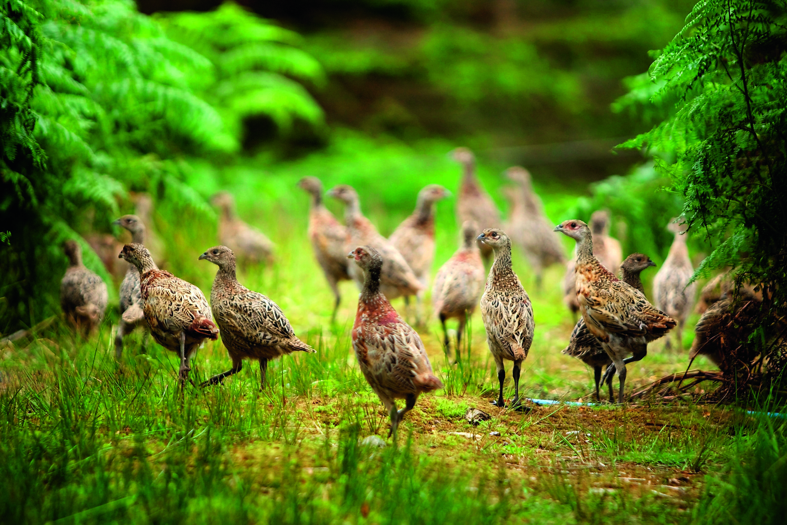 Gene-edited chickens show bird flu resistance