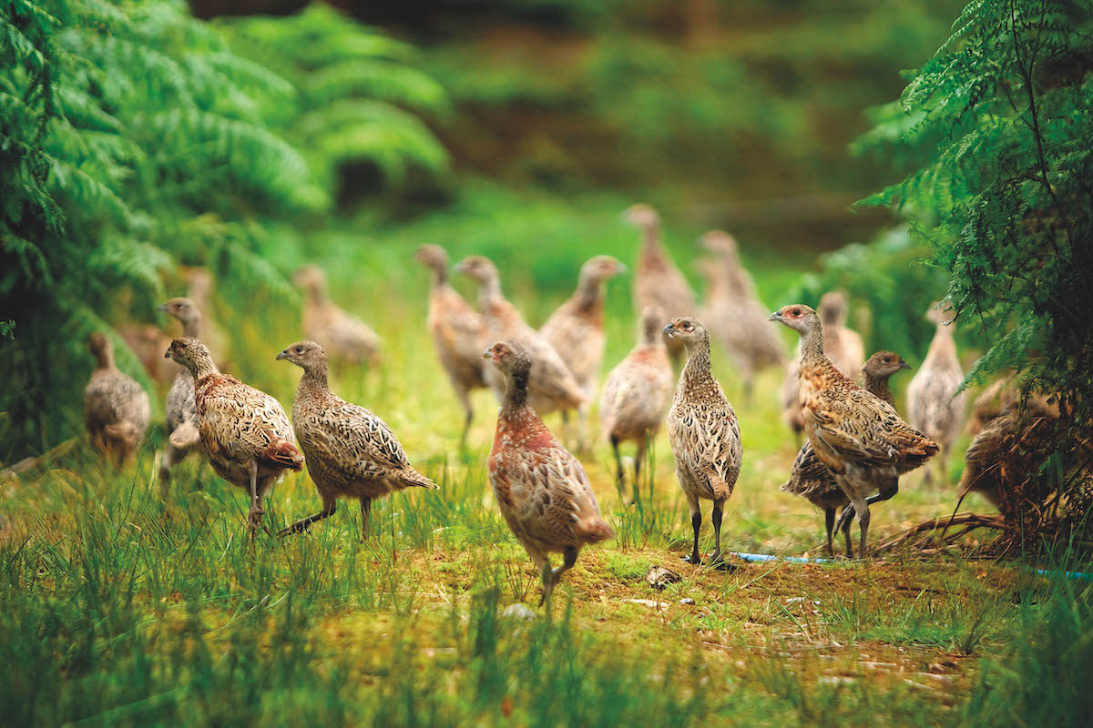 Government body issuing illegal advice, claims BASC