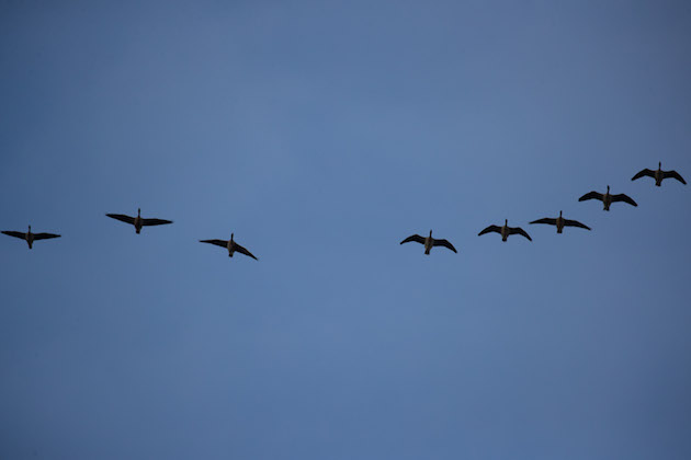 wildfowling