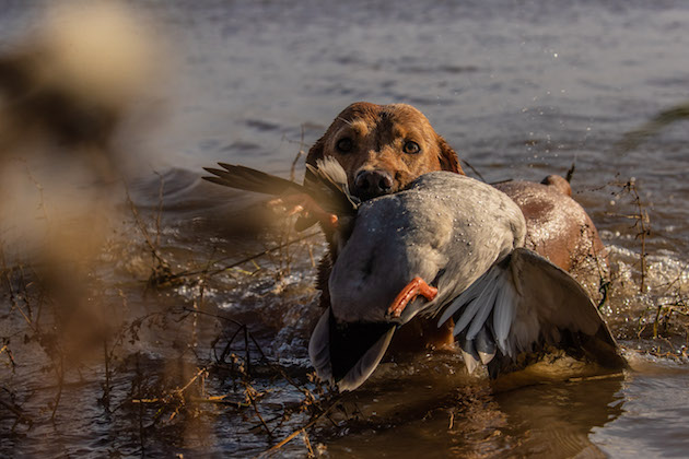 Labrador wildfowling