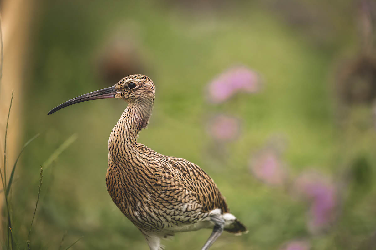 Studies conflict over how to help curlews