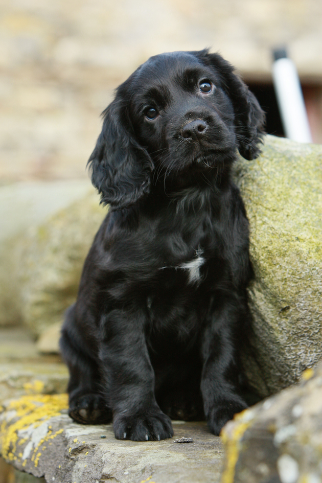 gundog springer spaniel puppy