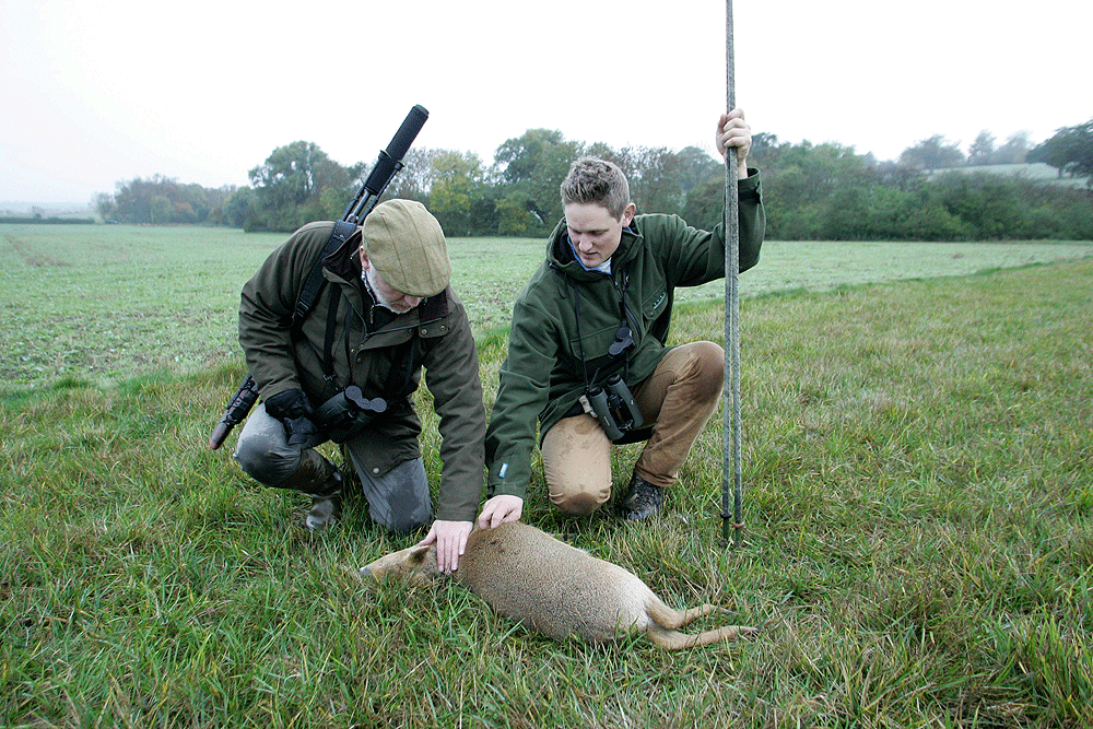 Stalking Chinese water deer in Bedfordshire