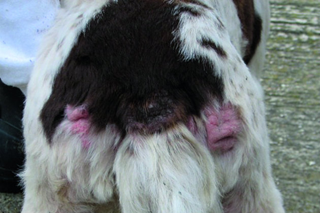 Springer spaniel 