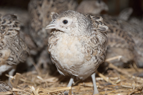 GWCT launches new Campaign for Game