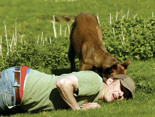 Can I teach my dog to mark a rabbit burrow?