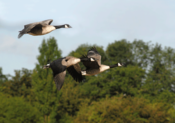 Wildfowling: Tales from the River Exe