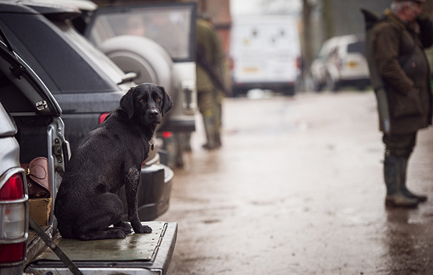 Is my 10 year-old Labrador getting canine dementia?