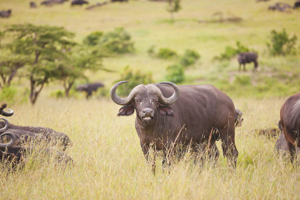 Ethical hunting: what does it actually mean?