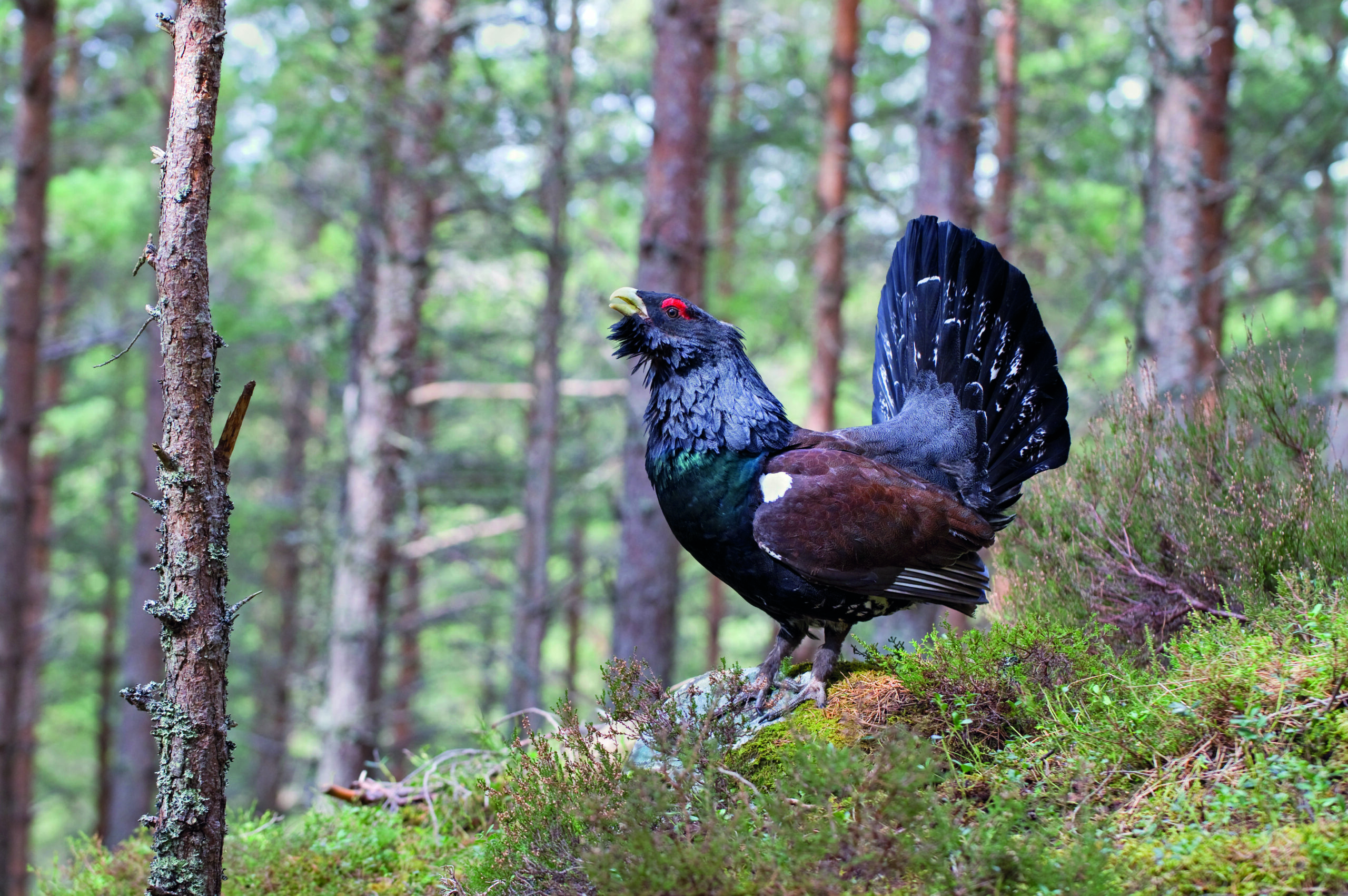 Jersey conservation trust announces rewilding project