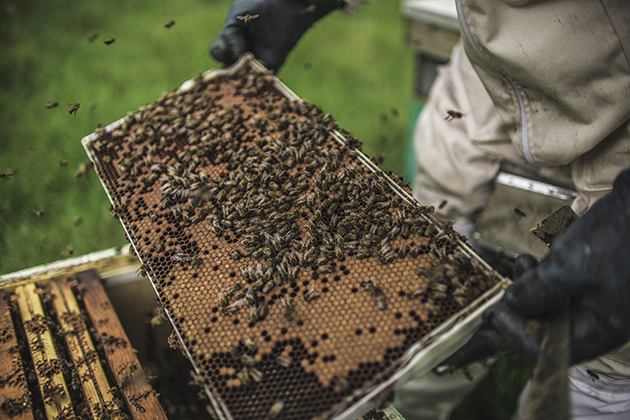 Gamekeepers and beekeepers work together on moorland heather