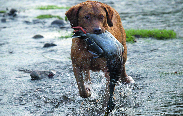 Chesapeake Bay retriever