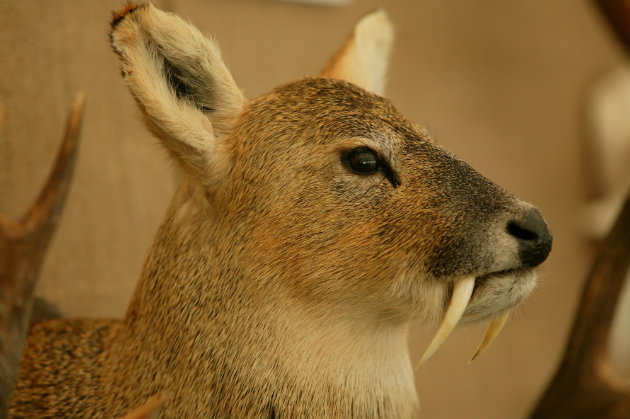 UK other species review 2015
