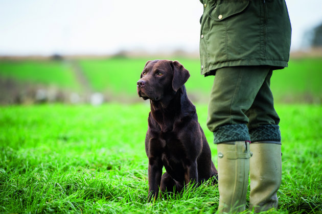 Arthritis in dogs