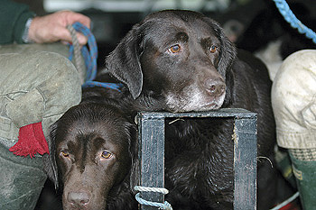 My dog is house trained &#8211; but not in other people&#8217;s houses!
