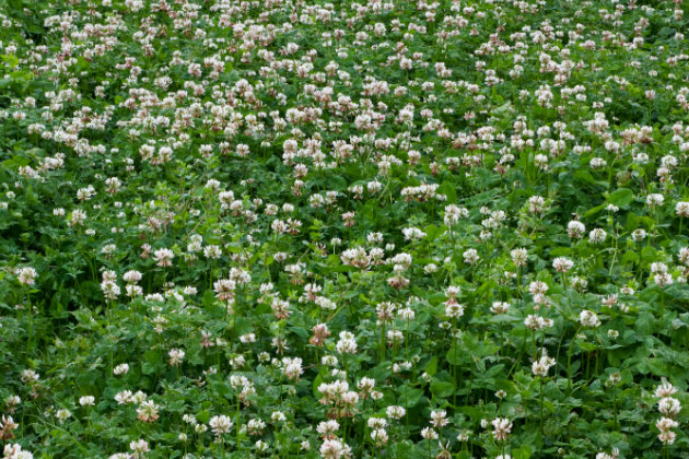 clover crop 