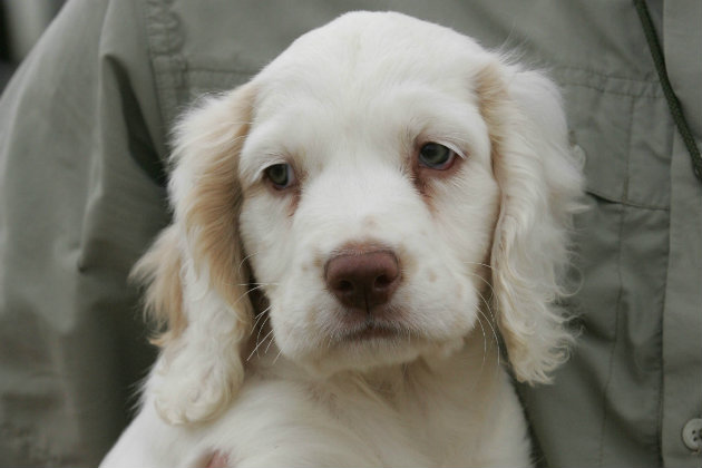 teach a puppy to sit