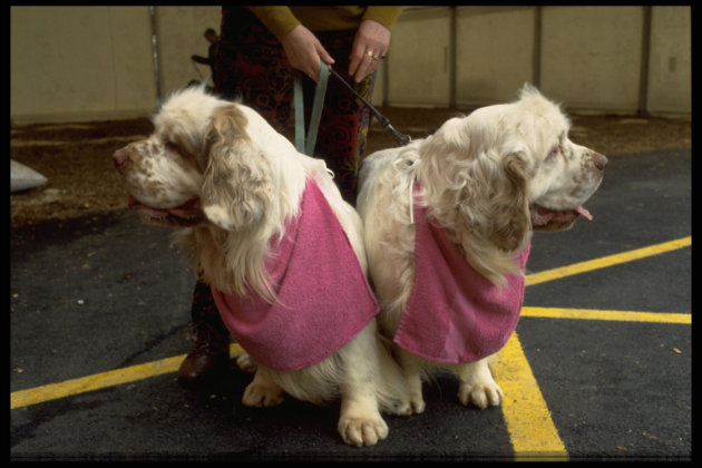 Clumber spaniels