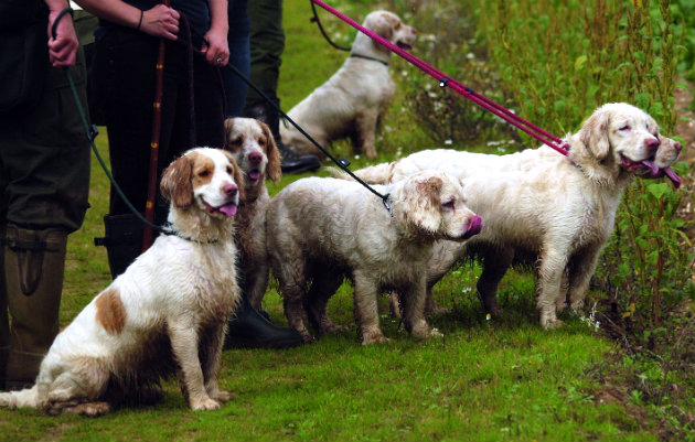 Clumber spaniels hip dysplasia 