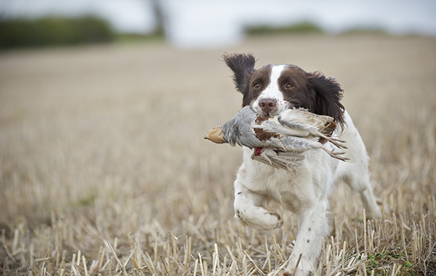 Cocker spaniel in field 