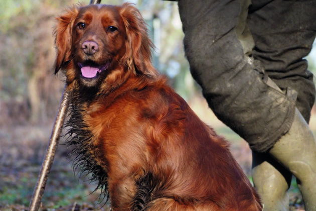 cocker spaniel