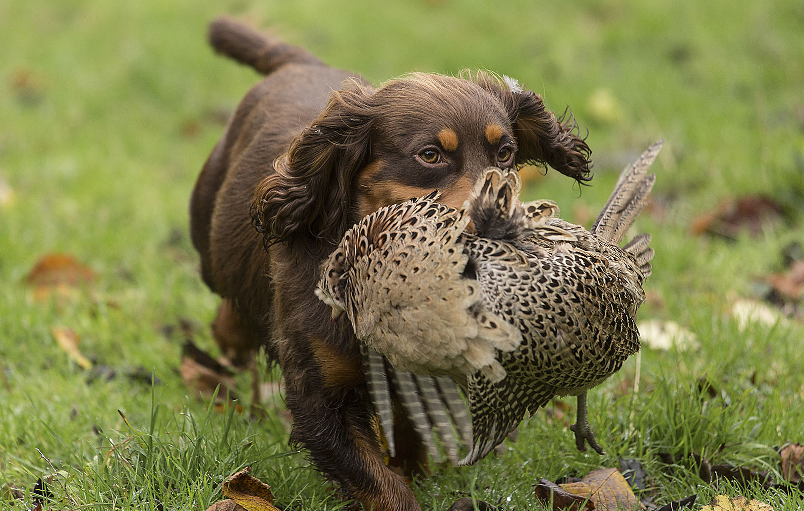 Cocking Shoot West Sussex