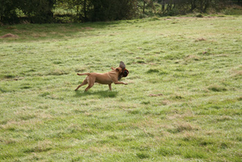 Why won&#8217;t my gundog retrieve cold game?