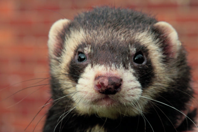 Ferret