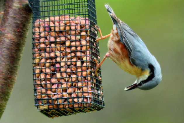 Nuthatch eating from a feeder 