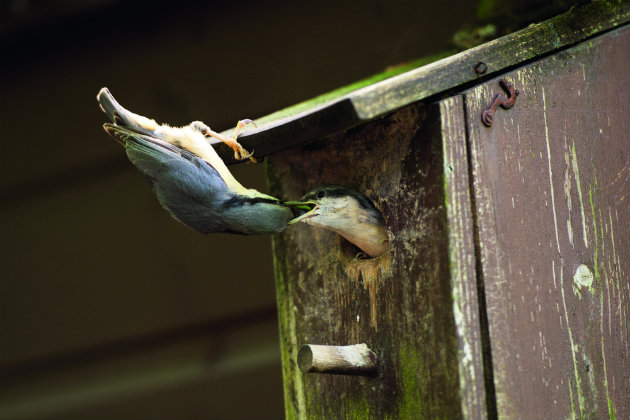 Nuthatch nest box 