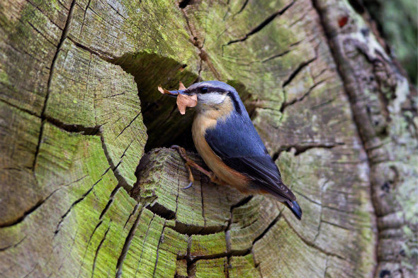 Nuthatch nest 