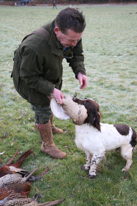 How much does a good gundog cost?
