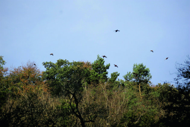 Gamebirds in sky