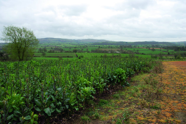Covercrops